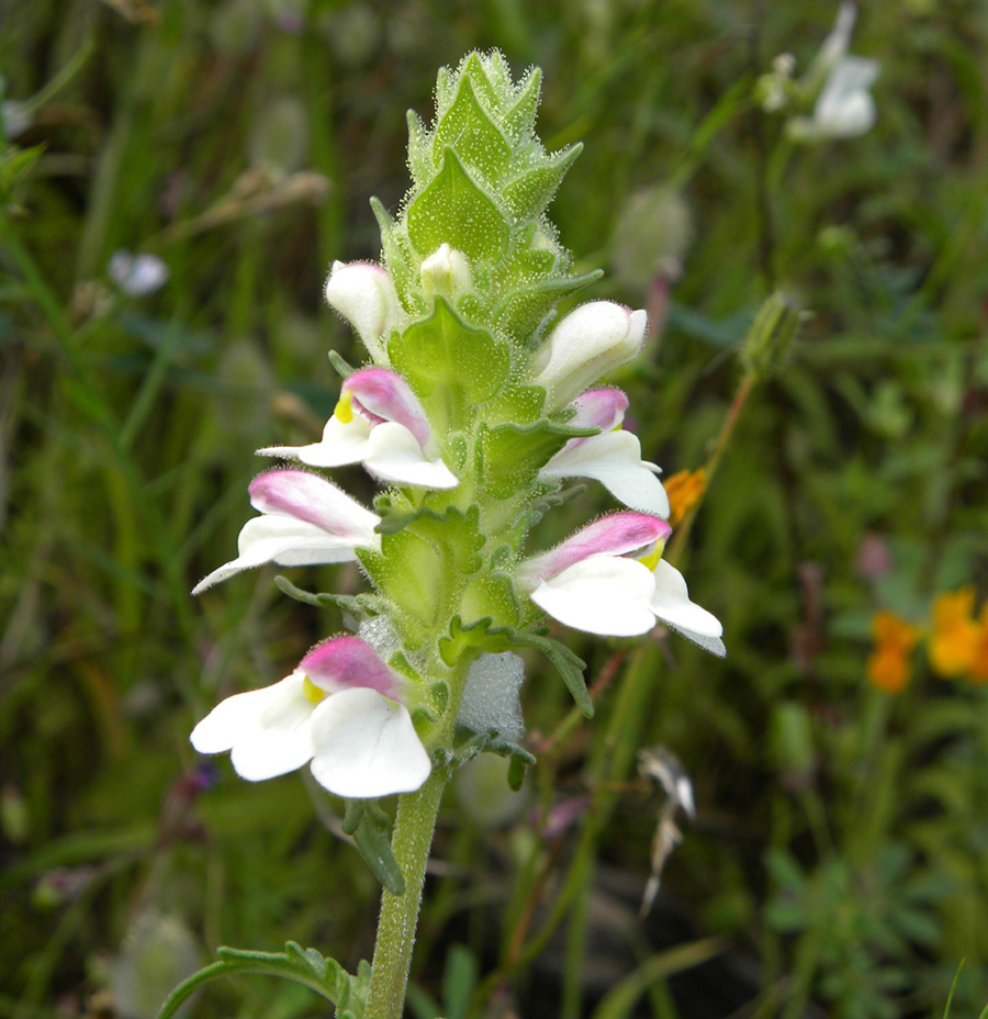 4 fiori da determinare